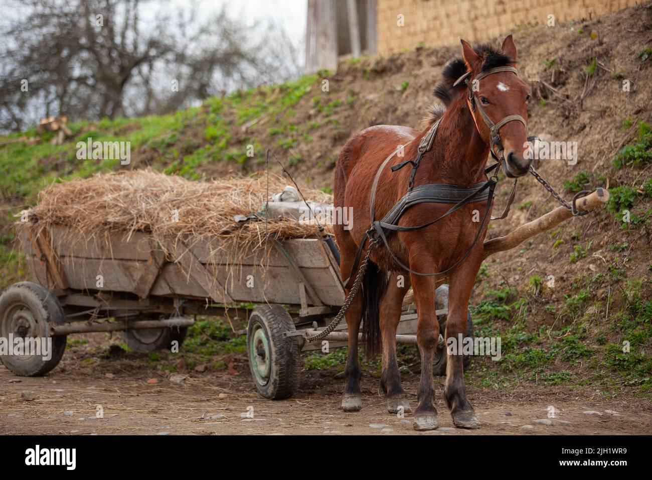 Ein braunes Pferd, das einen Wagen auf Rädern voller Heu zieht Stockfoto