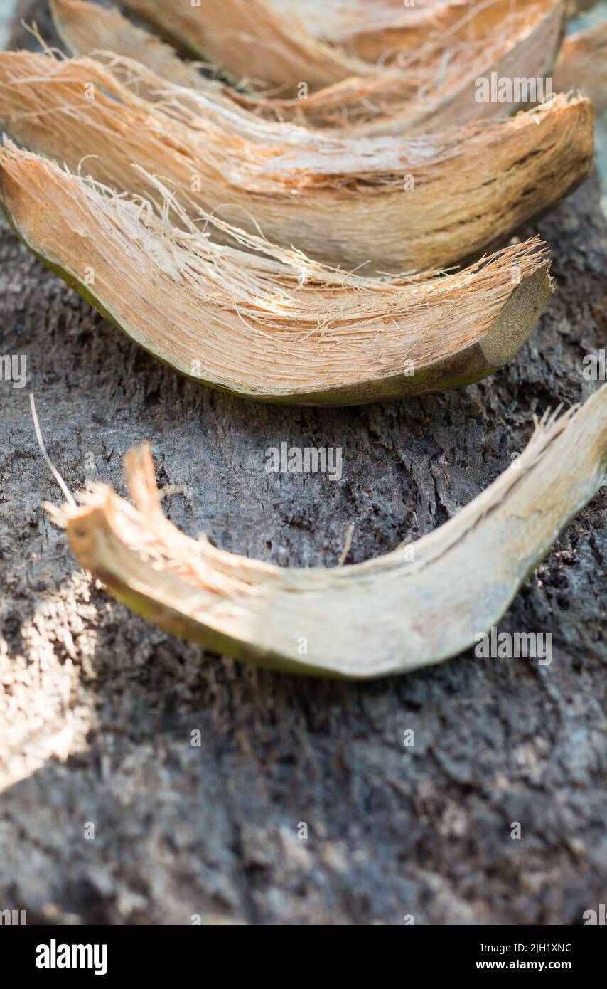Abfälle Kokosnussschalen oder Koks trocknen unter der Sonne, auch Kokosfaser genannt, Alternative zu Rinde basierte Wachstumsmedium Stockfoto