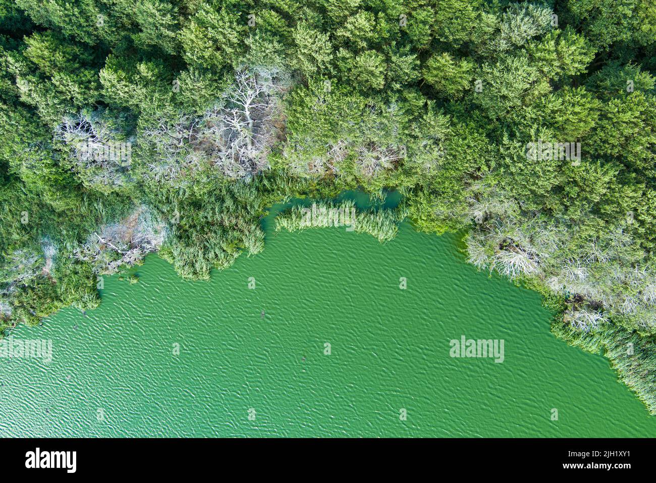 Schöne Luftaufnahme des Sees Plaze im Bezirk Klaipeda, wo Vogelfreunde die Wasservögel des Sees aus der Nähe beobachten können. Malerische Sommerabendlandschaft Stockfoto