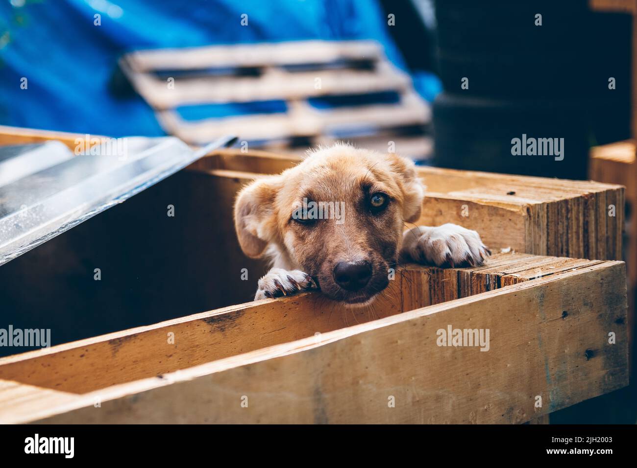 Ein obdachloser Hund wurde von Freiwilligen gerettet, die Tiere in der Ukraine retten. Freiwillige helfen ukrainischen Haustieren. Tierhilfe. Uschhorod, Ukraine Stockfoto