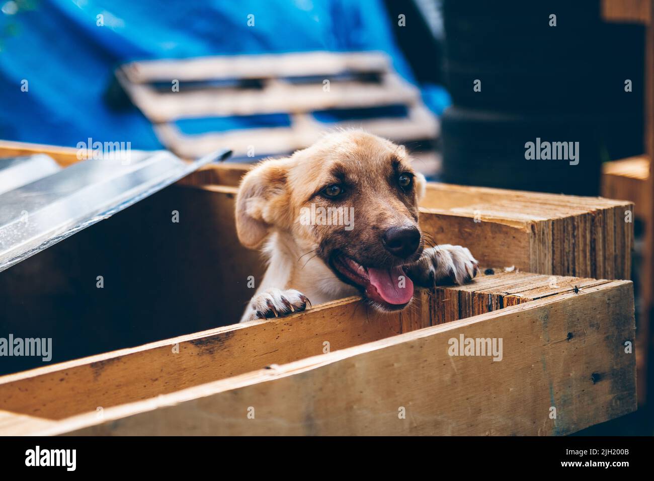 Verspielter verirrter Hund ​​rescued von ukrainischen Freiwilligen, die Tiere in der Ukraine retten. Freiwillige helfen ukrainischen Haustiere Tier. Hilfe. Stockfoto