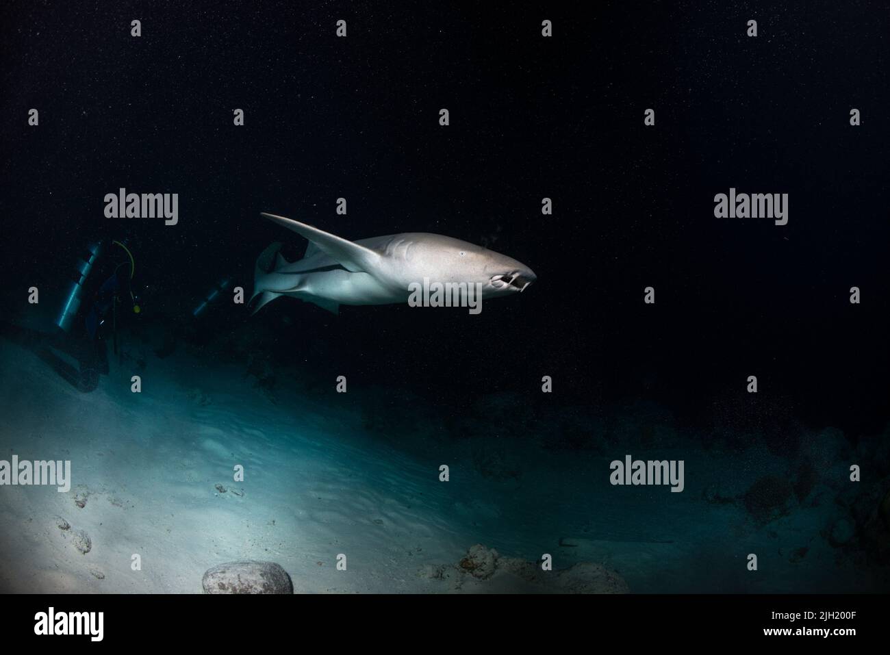 Ammenhaie in Alimata, Malediven Stockfoto