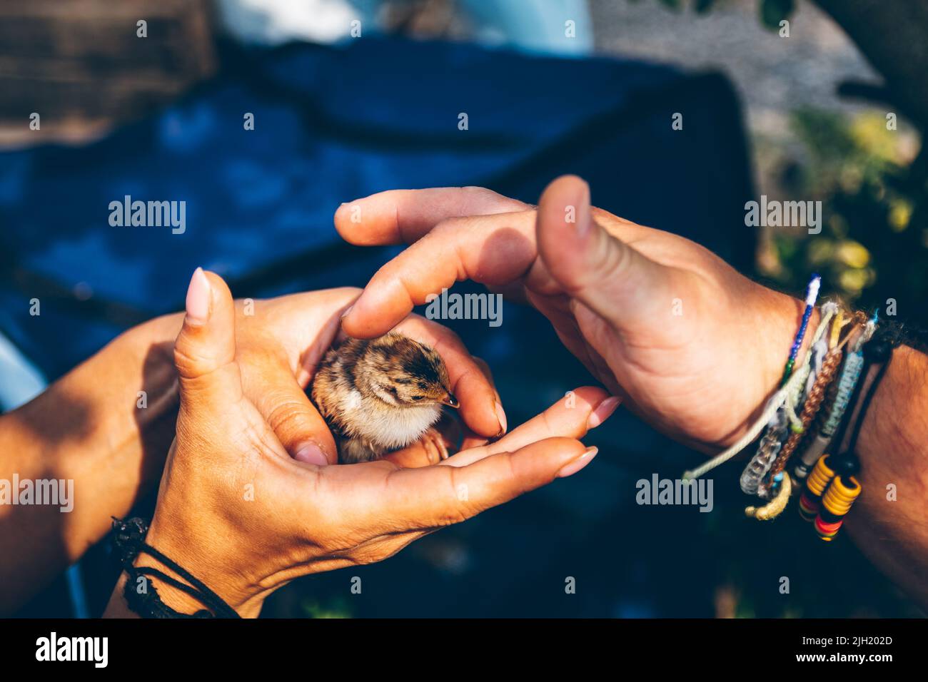 Ein kleiner Vogel, der in den Händen eines Freiwilligen, der in der Ukraine Vögel und Tiere rettet, aus dem Nest fiel. Tierhilfe. Uschhorod, Ukraine Stockfoto