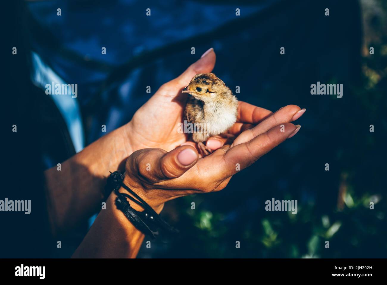 Ein kleiner Vogel, der in den Händen eines Freiwilligen, der in der Ukraine Vögel und Tiere rettet, aus dem Nest fiel. Tierhilfe. Uschhorod, Ukraine Stockfoto