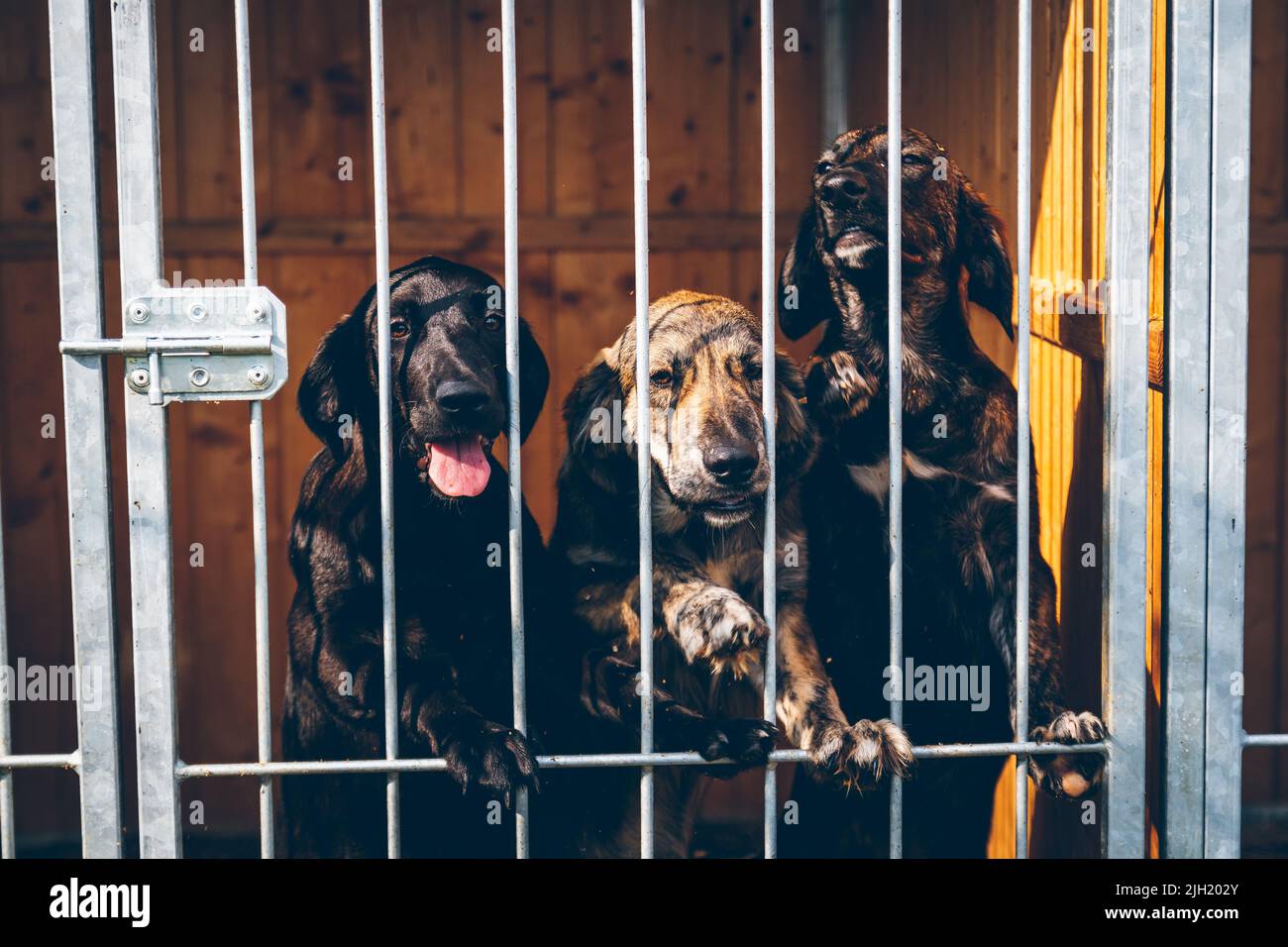 Mehrere Hunde im Gehege des Tierheims warten auf Futter. Der obdachlose Hund wurde von Freiwilligen gerettet, die Tiere in der Ukraine retten. Stockfoto