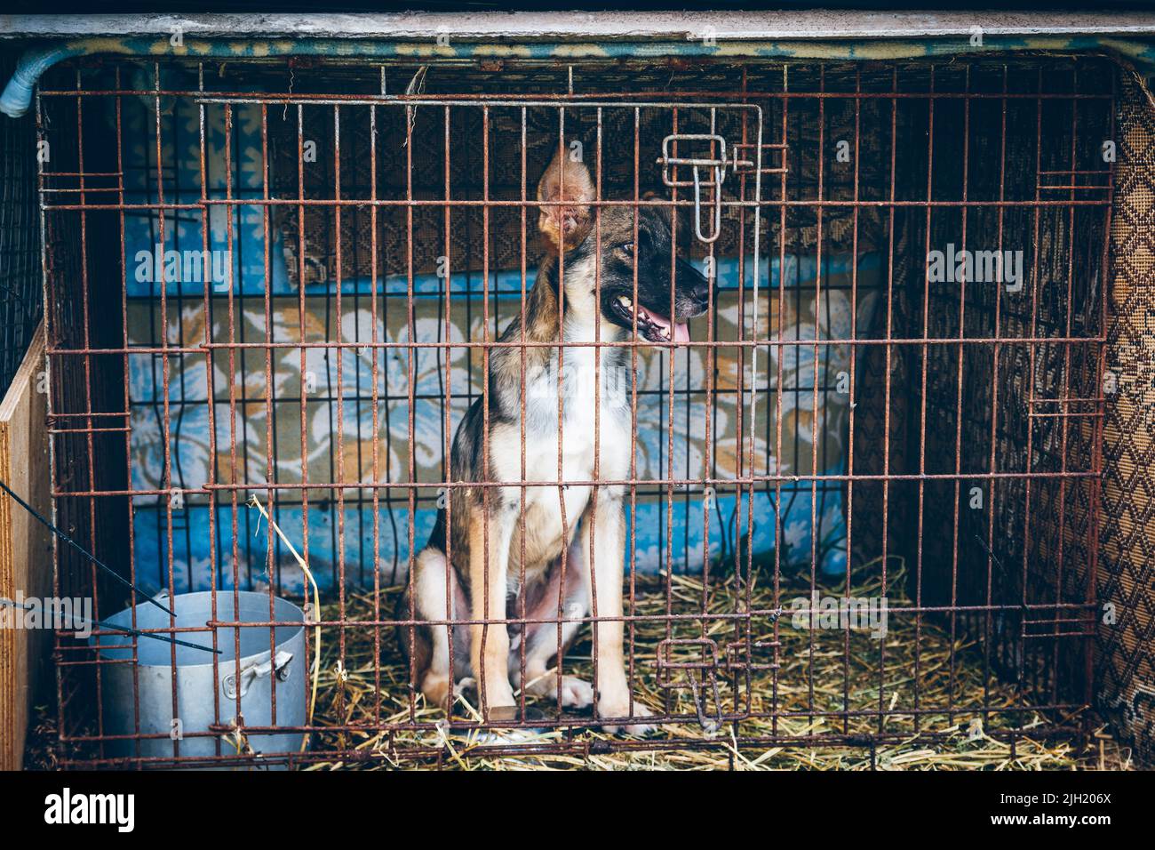 Ein Hund im Gehege des Tierheims schaut traurig auf die Besucher. Der obdachlose Hund wurde von Freiwilligen gerettet, die Tiere in der Ukraine retten. Stockfoto