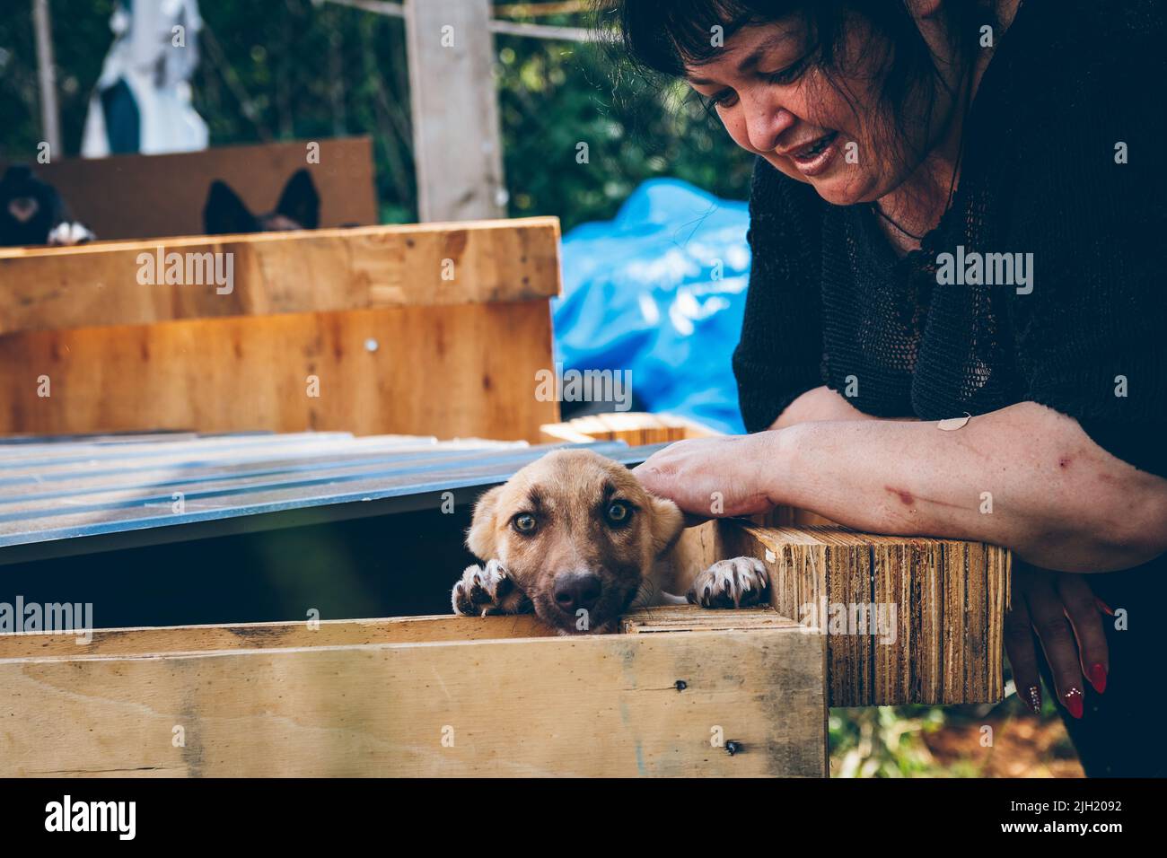 Ein frisch geborgener, obdachloser Hund ist neben einem Freiwilligen, der sich um ihn kümmert, bis sie ihm ein neues Zuhause finden. Freiwillige helfen ukrainischen Haustieren. Tierhilfe. Stockfoto