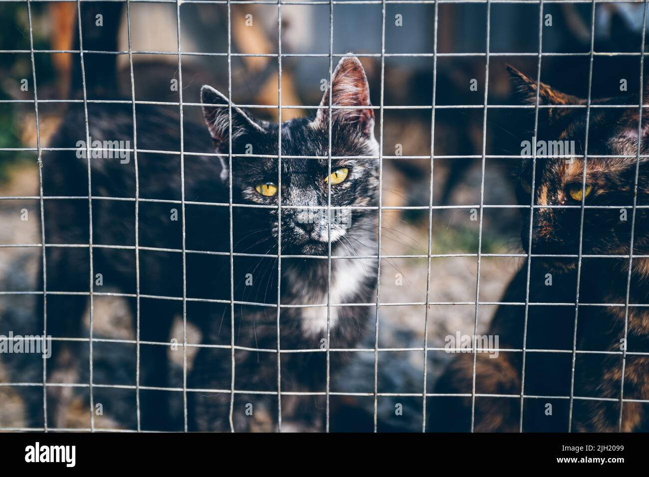 Die Katze im Käfig wurde von Freiwilligen gerettet. Viele Tiere wurden aufgrund der russischen Aggression in der Ukraine ohne Heimat zurückgelassen. Freiwillige helfen Haustieren. Stockfoto