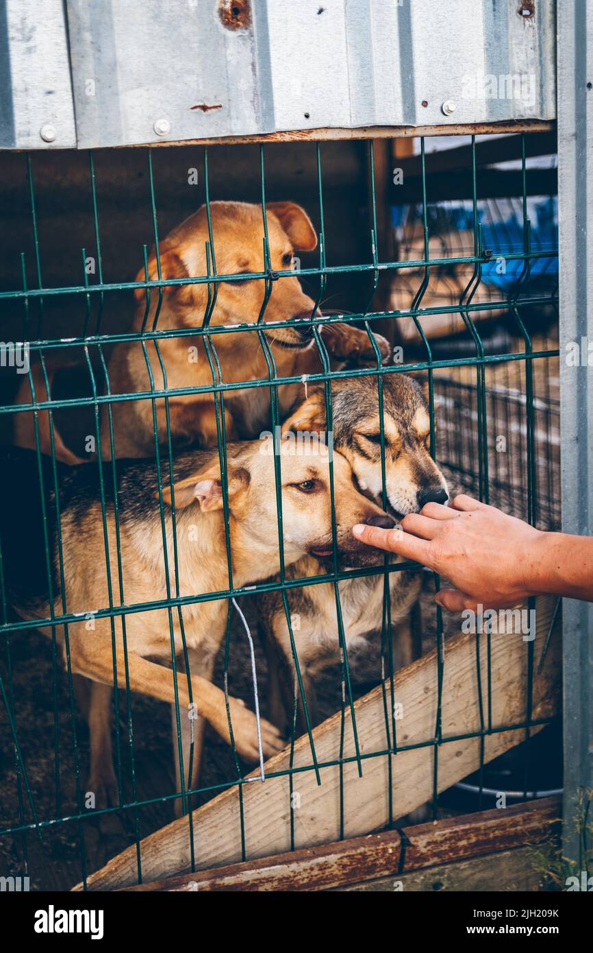 Mehrere Hunde in einem Gehege eines Tierheims warten auf Futter. Hunde streicheln die Hand eines Freiwilligen. Freiwillige helfen ukrainischen Haustieren. Tierhilfe. Stockfoto