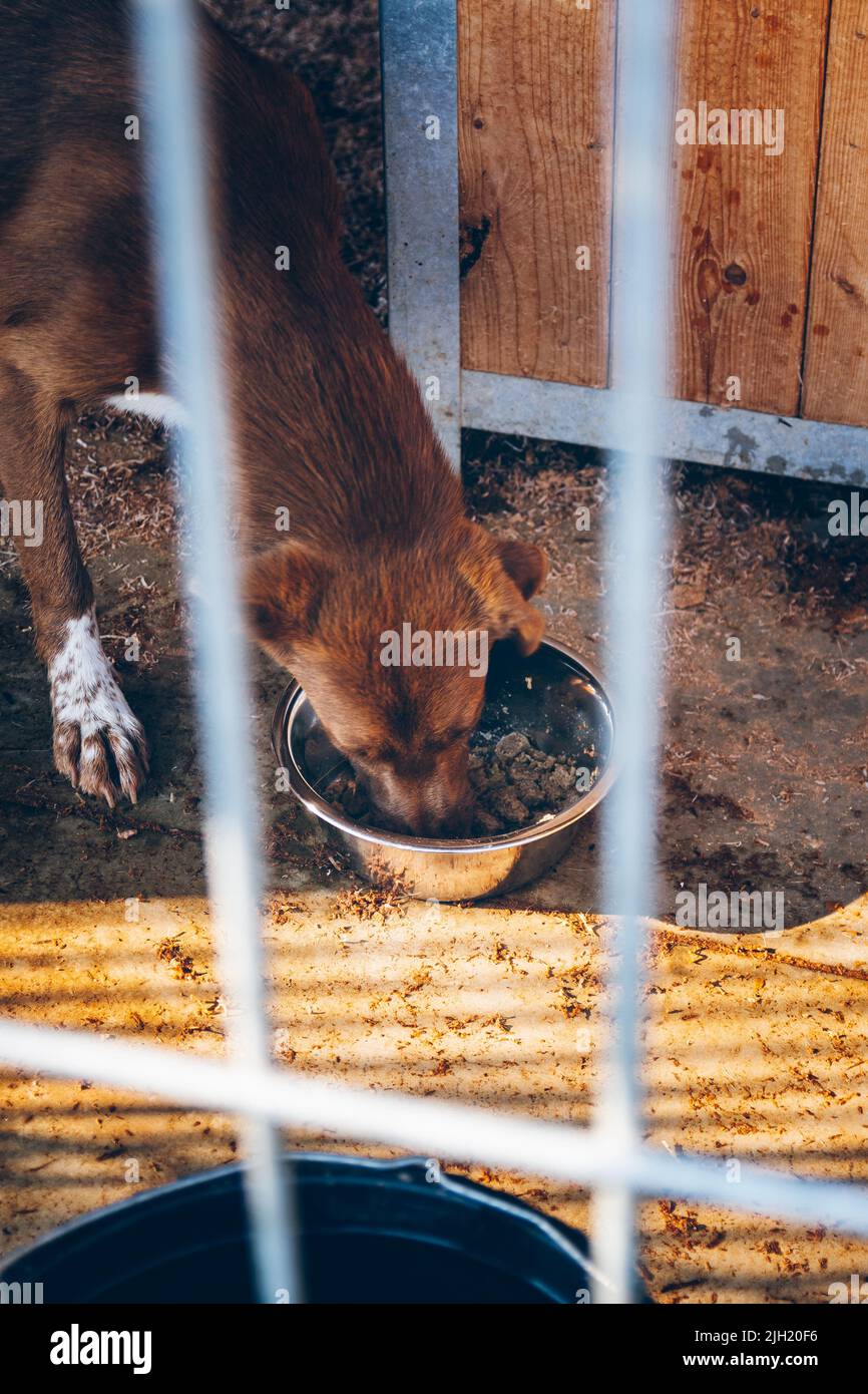 Ein Hund in einem Gehege isst Hundefutter. Hilfe für Tiere durch Freiwillige. Freiwillige helfen ukrainischen Haustieren. Tierhilfe. Uschhorod, Ukraine Stockfoto