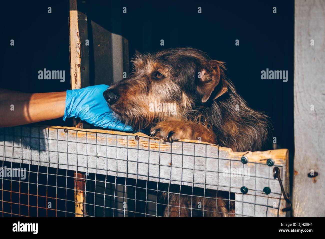 Tierarzt Hände streicheln alten obdachlosen Hund in Tierheim. Freiwillige helfen ukrainischen Haustieren. Tierhilfe. Uschhorod, Ukraine Stockfoto