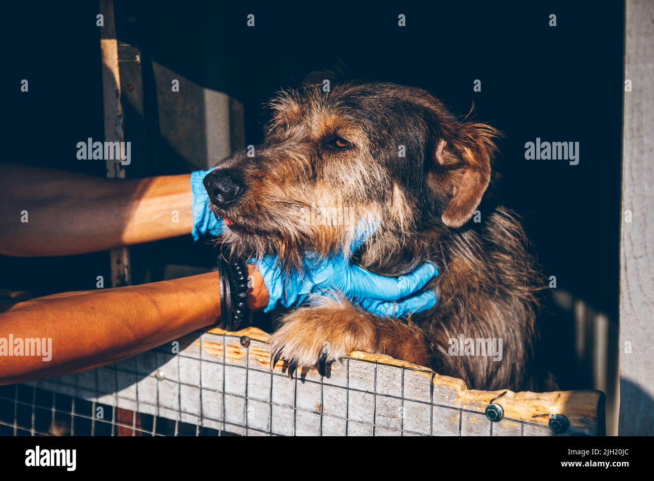 Tierarzt Hände streicheln alten obdachlosen Hund in Tierheim. Freiwillige helfen ukrainischen Haustieren. Tierhilfe. Uschhorod, Ukraine Stockfoto