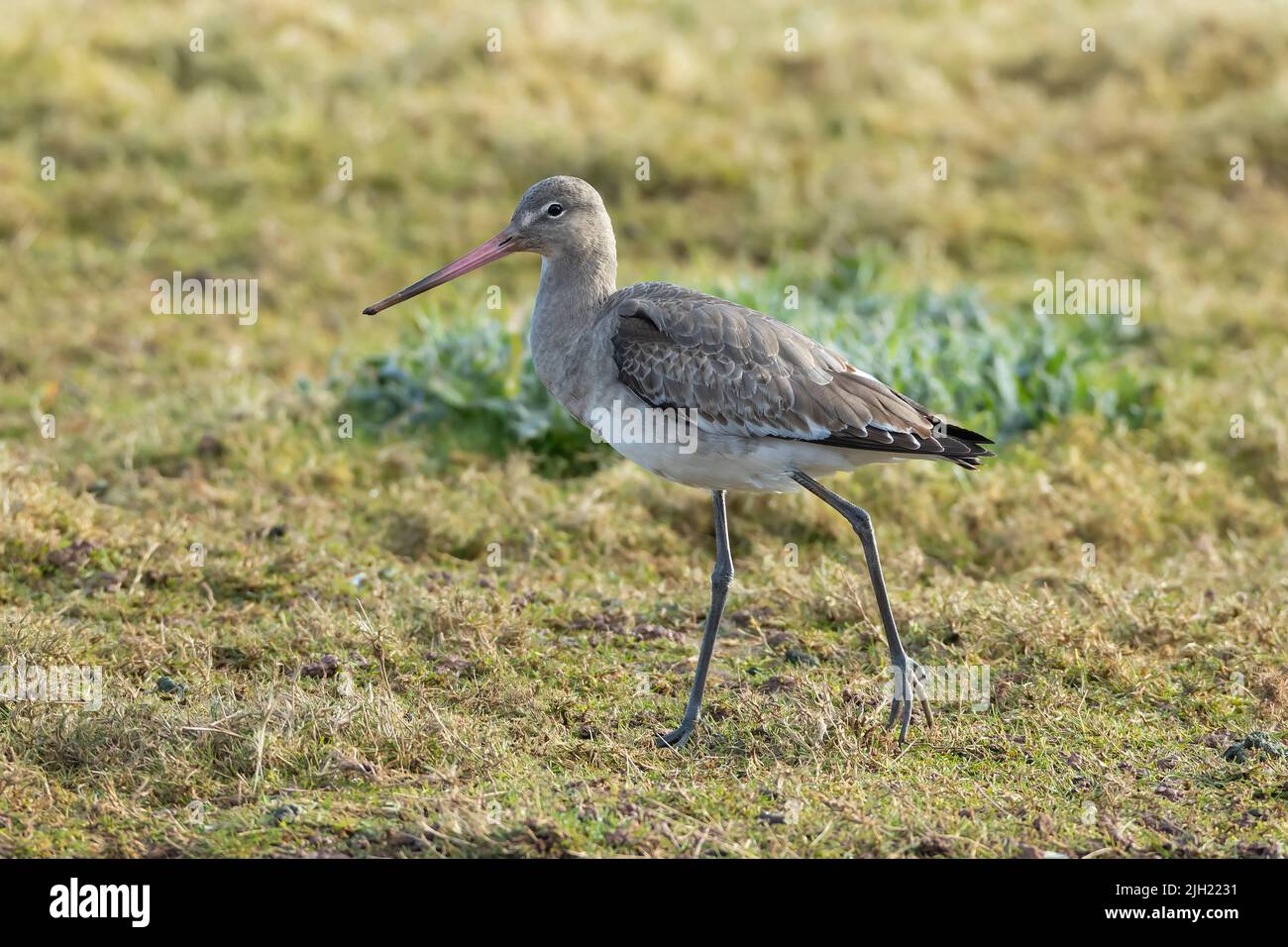 Schwarzschwanz-Godwit im Wintergefieder, der auf Gras läuft Stockfoto