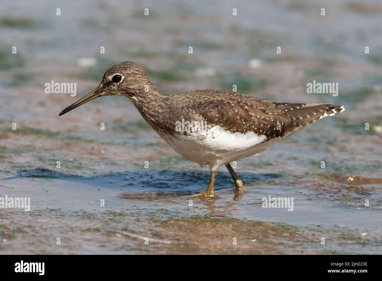 Grüner Sandpiper, der durch Schlamm watend ist Stockfoto