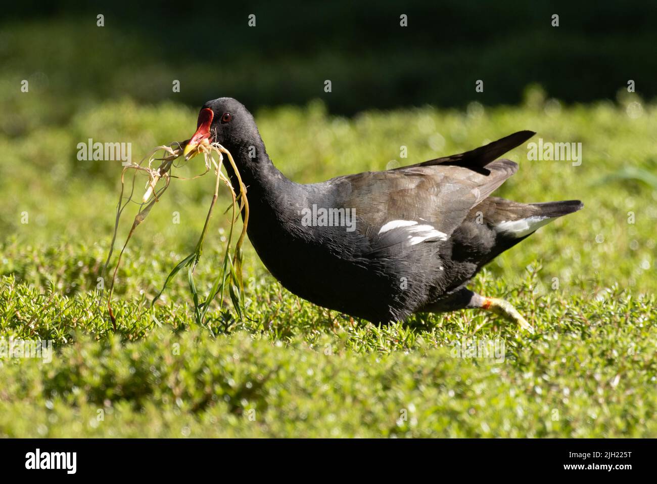 Moorhen sammelt Nestmaterial Stockfoto