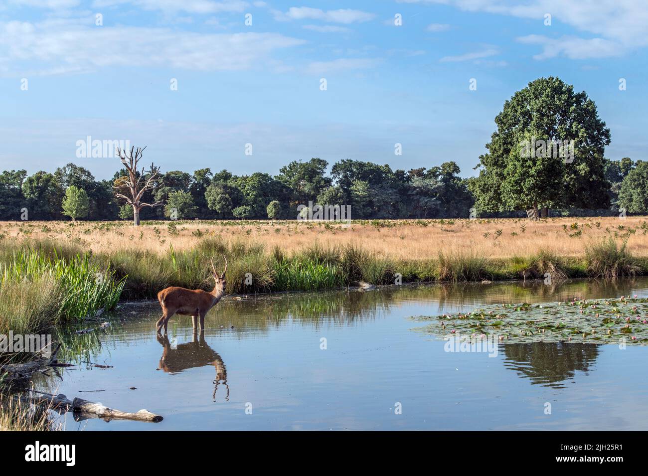 Deer Pond Lily Pads im Bushy Park in der Nähe von London England Stockfoto