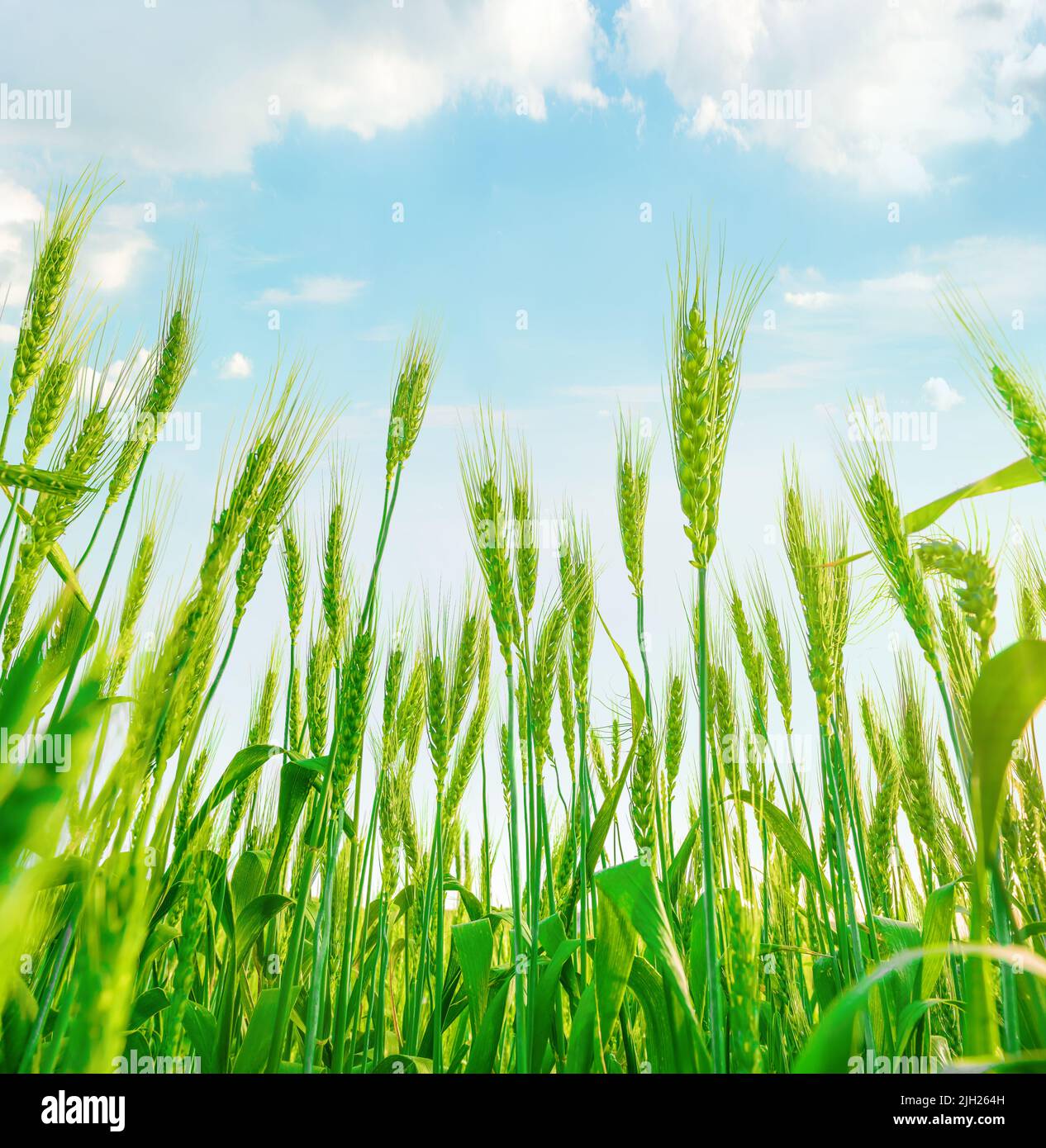 Ähren von grünem Weizen wachsen auf dem Feld. Blick auf den hellblauen Himmel mit Wolken Stockfoto