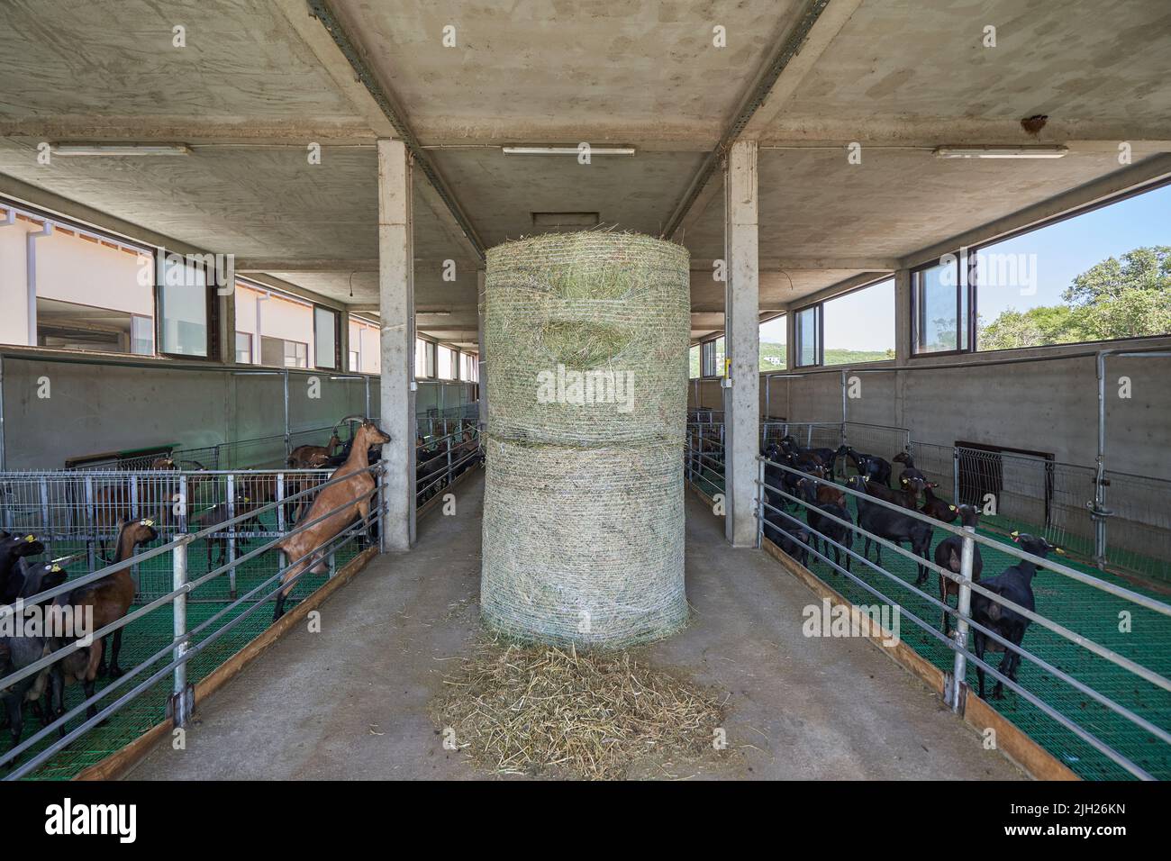 Offener Bauernhof mit Ziegen und Heu. Stockfoto