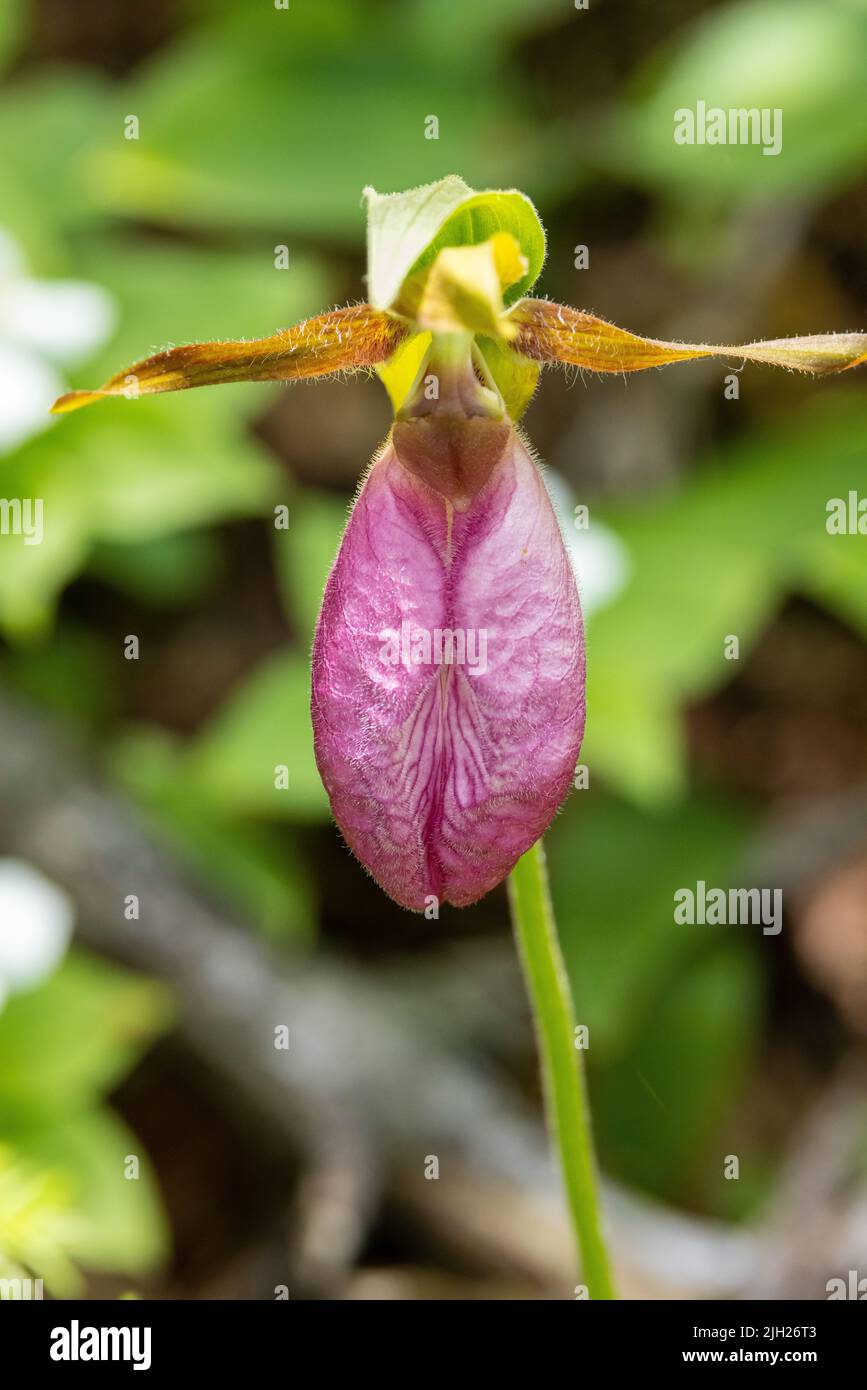 Eine rosa Lady's Slipper Flower Stockfoto