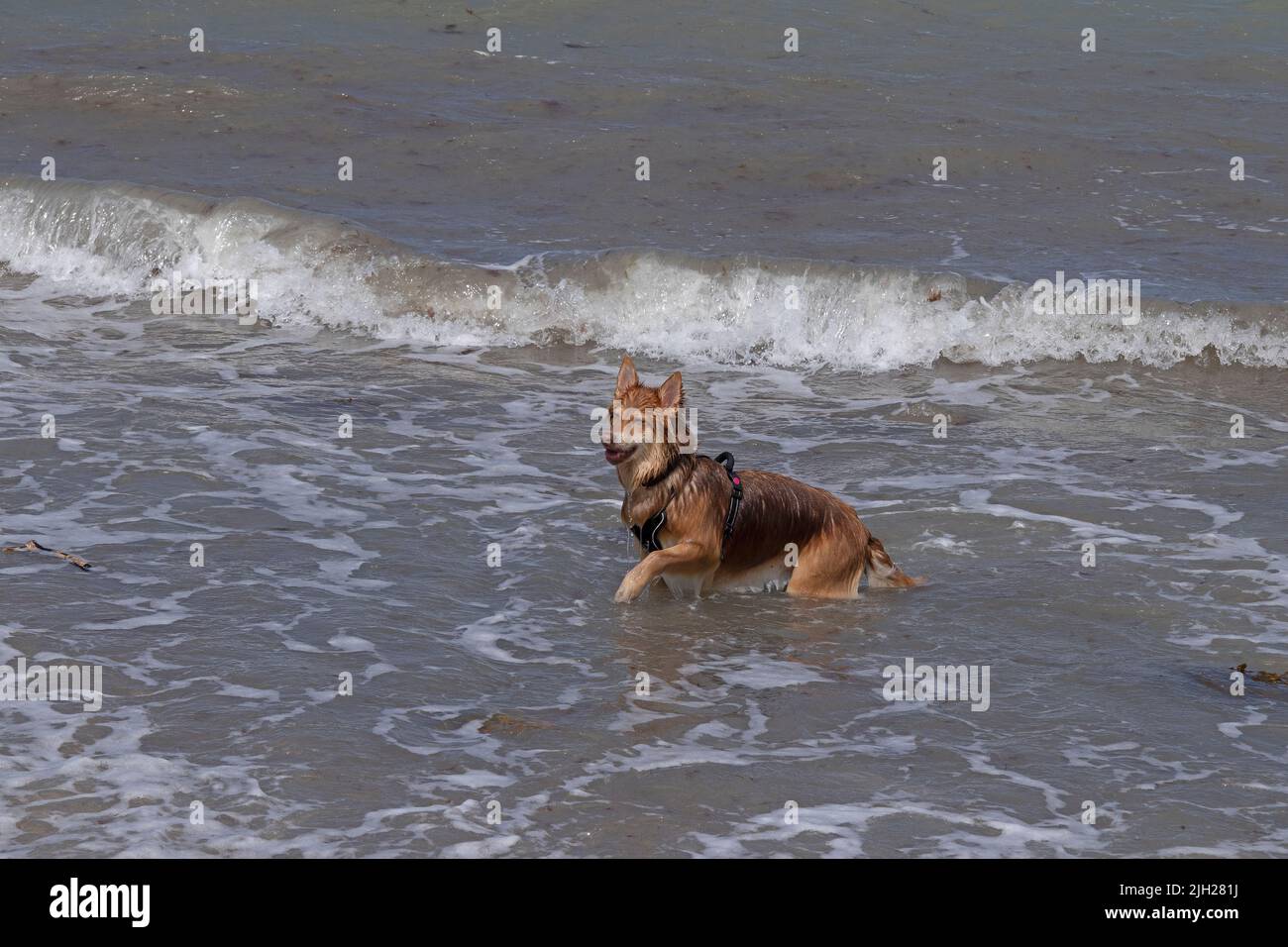 Hund mit Spaß im Meer, Heiligenhafen, Schleswig-Holstein, Deutschland Stockfoto