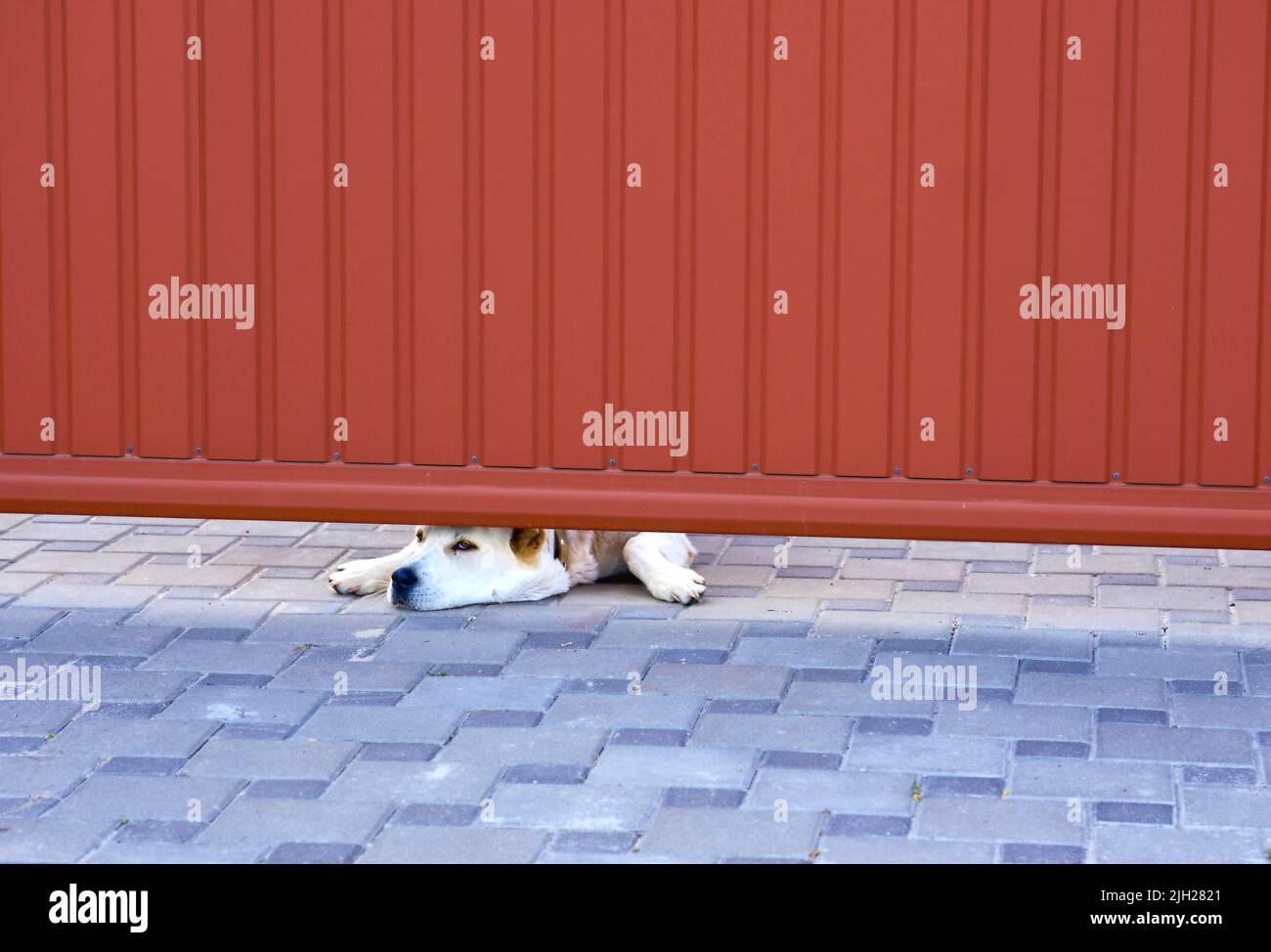 Ein großer Wachhund schaut wehmütig durch die Lücke im Tor. Stockfoto