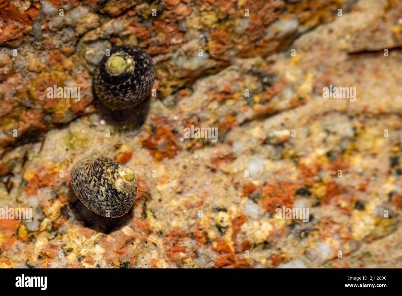 Gefütterte Oberschale Phorcus lineatus, Osilinus lineatus. Top gesäumte Schnecke, die bei Ebbe in einem Steinpool an der britischen Küste unter Wasser auf Nahrungssuche geht. Stockfoto