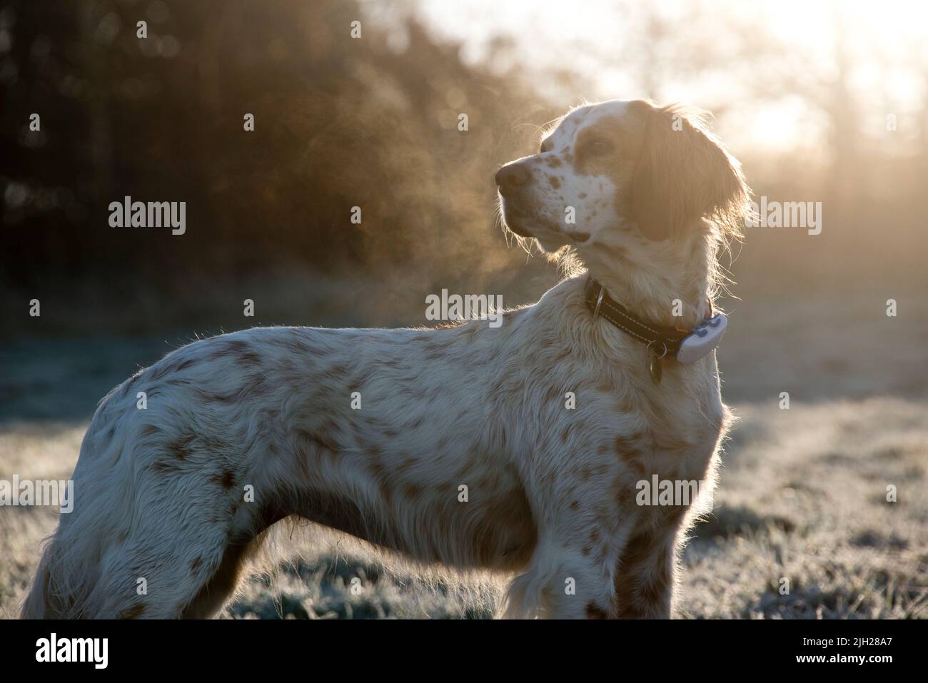 Englischer Setter Hund zurück von orangen frühen Morgensonne beleuchtet und beobachten an einem kalten frostigen Wintermorgen mit Atem vernebeln, in der Grafschaft, Januar Stockfoto