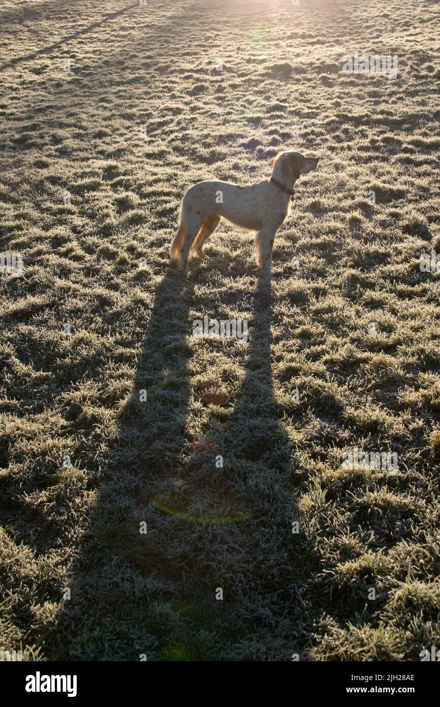 Englischer Setter-Hund, der auf einem von einer niedrigen orangen Wintersonne beleuchteten Feld steht und einen langen Schatten an einem kalten frostigen Wintermorgen wirft, in den Bergen von Janua Stockfoto