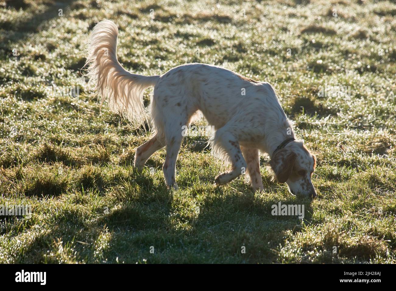 Englischer Setter Hund zurück von einer niedrigen Wintersonne an einem kalten frostigen Morgen beleuchtet langen Schwanz aufrecht, Kopf nach unten auf dem Gras riechende Düfte Stockfoto