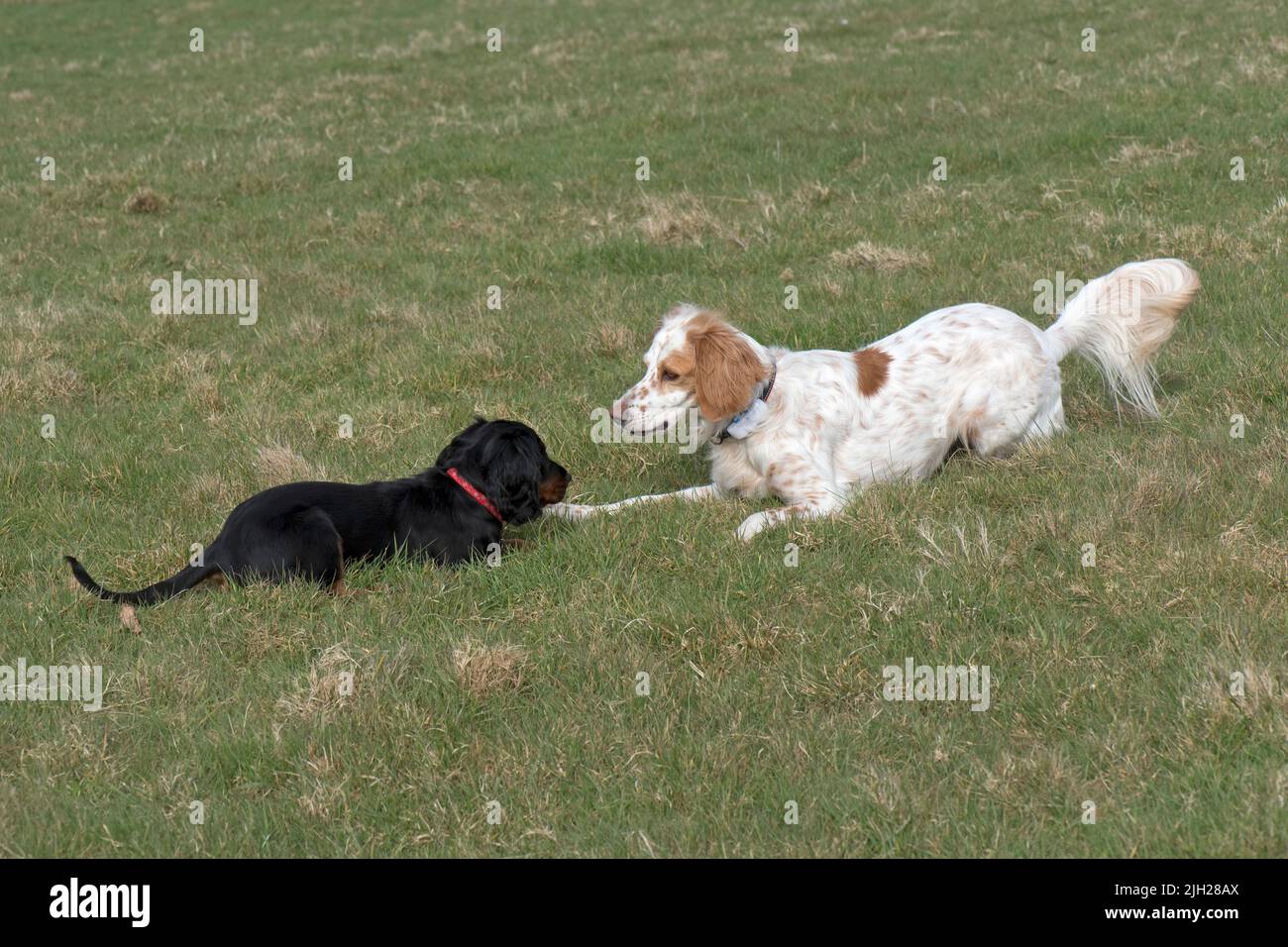 Ein englischer Setter-Hund, der mit einem funktionierenden Cocker-Spaniel-Welpe spielt und trotz ihrer Größe und ihres Alters Spaß hat, im April in der englischen Sprache Stockfoto