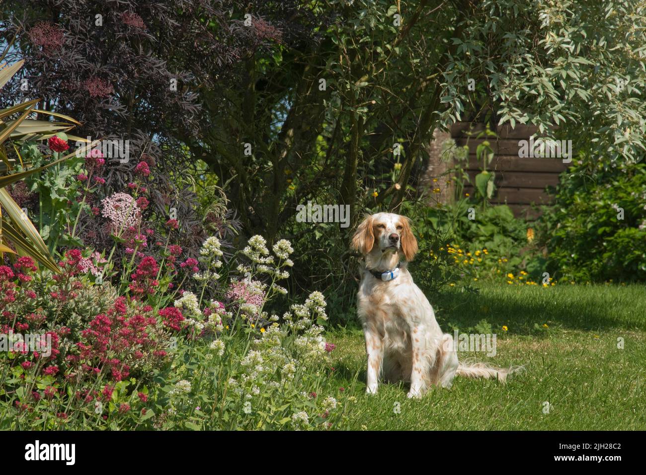 Englischer Setter Dog sitzt auf Gartengras neben roten, weißen und rosafarbenen Blumen und unter Bäumen und beobachtet, in der Nähe von Laubbäumen, in der Nähe von Laubwald, im Juni Stockfoto