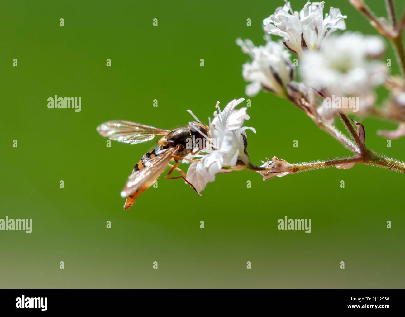 Schleierkraut Stockfoto