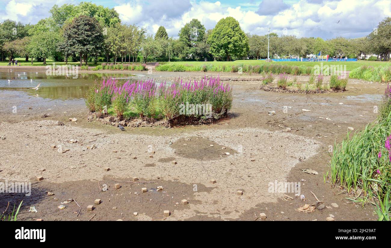 Glasgow, Schottland, Großbritannien, Juli 14. 2022. UK Wetter: Dürre betroffen knightswood Park Bootsteich trocknet aus. Die Hälfte des Teiches beherbergt Pflanzen und eine Kolonie von Schwanen hat sich zu trockenem Schlamm verwandelt. Das Gebiet wurde mit Wasserpflanzen und einer Insel für Vögel zum brüten gepflanzt, die jetzt zu einem Hügel auf der Schlammebene geworden ist. Die Anzahl der Schwäne ist von über fünfzig auf zwei Paare gesunken, da der Rest sich weiterbewegt hat, es gibt nur wenige Enten. Möwen sind geblieben, werden aber aggressiver, da die Menschen nicht mehr die Anzahl von Schwanen und Enten zu füttern haben. Der örtliche Bootsclub kann es nicht benutzen und hängt einfach um seinen lokalen Club h herum Stockfoto