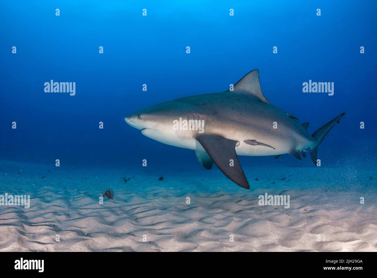 Bullenhai (Carcharhinus leucas) schwimmt dicht am Sandboden Stockfoto