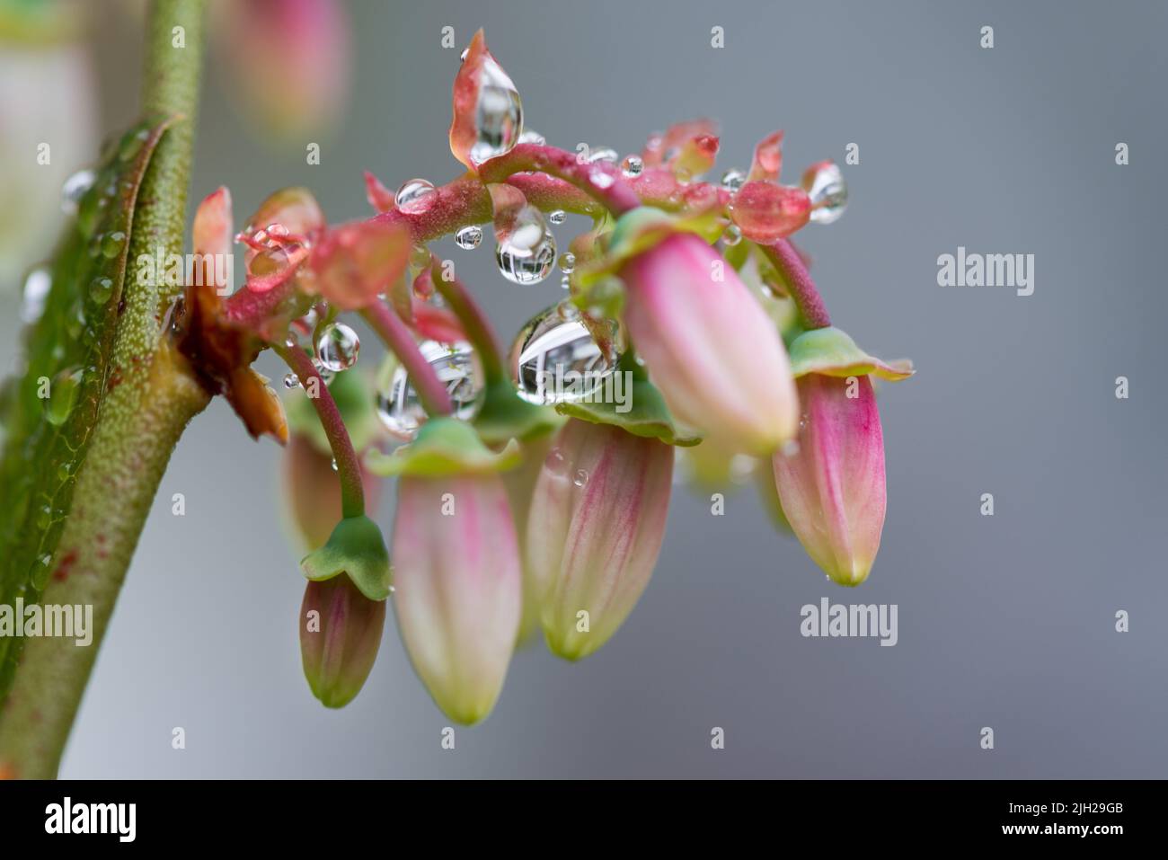 Tau auf Heidelbeerblüten Stockfoto