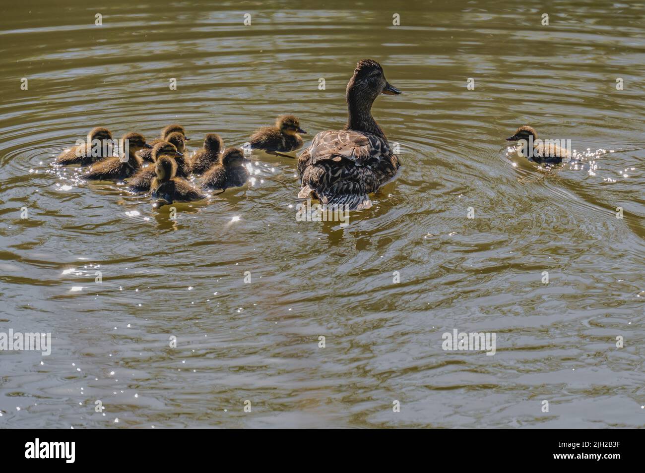 Mutter Ente und Entlein flauschige Enten Stockente, die zusammen mit Mutter Ente in einem See schwimmt Stockfoto