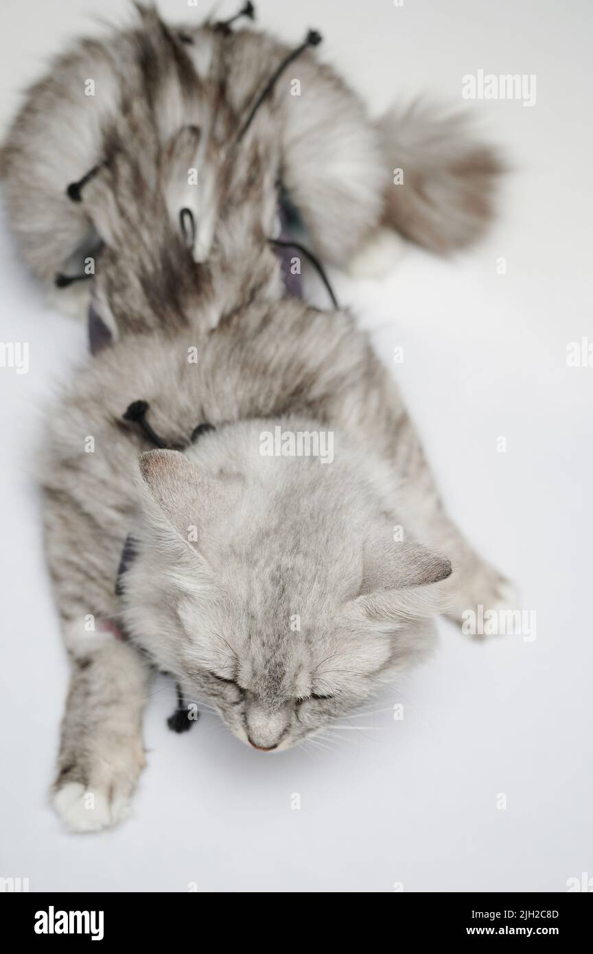 Katze in der Tierklinik mit Verband über Ansicht isoliert Stockfoto