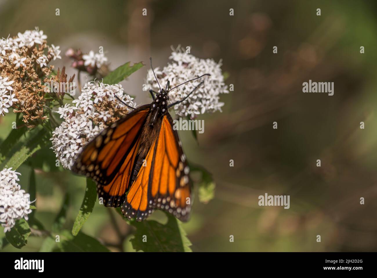 Wunderschöner Monarchschmetterling, der sich in einem mexikanischen Park auf einer Blume ernährt Stockfoto