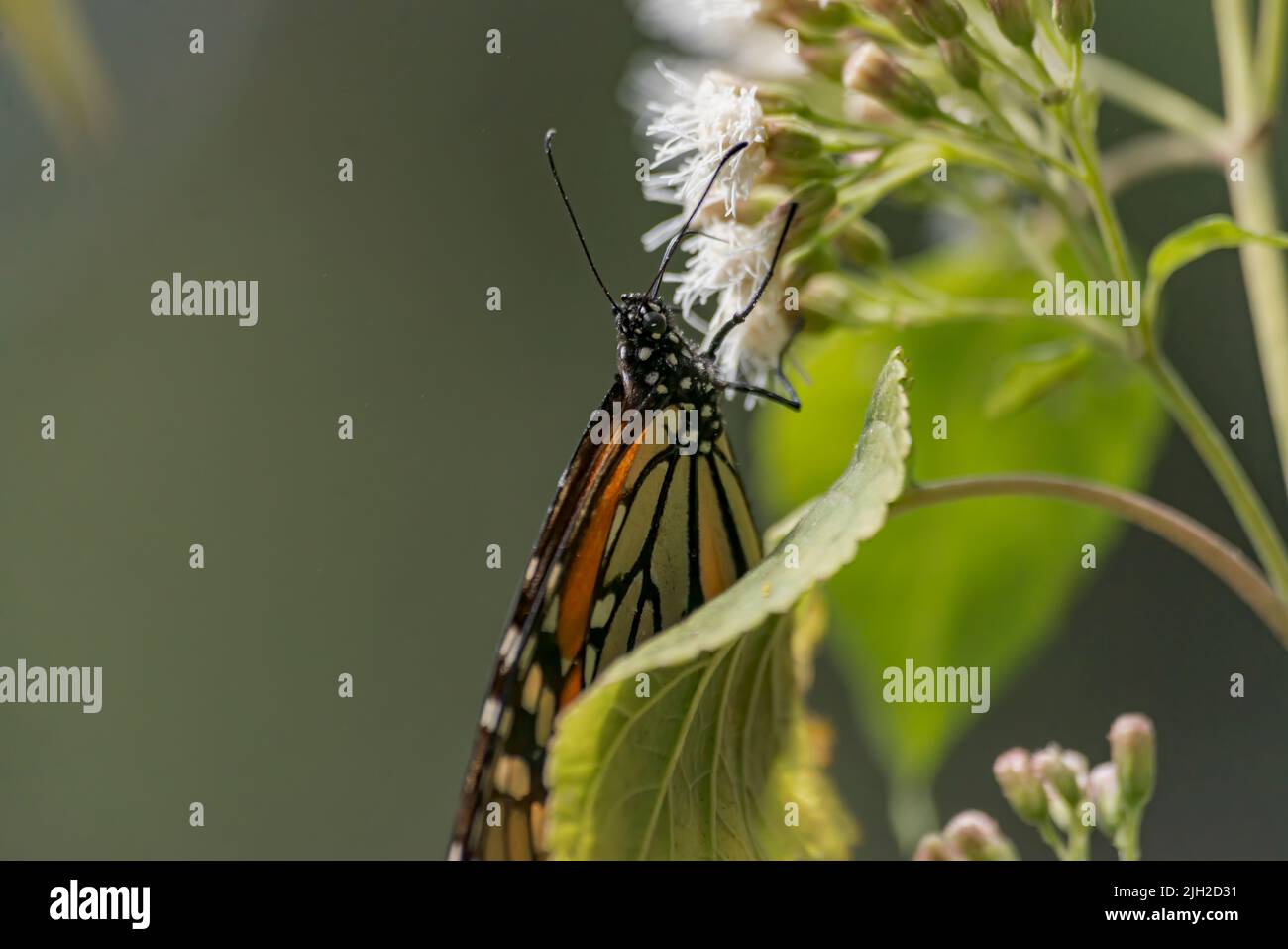 Monarch Schmetterling füttert auf einer weißen Blume in einem mexikanischen Nationalpark Stockfoto