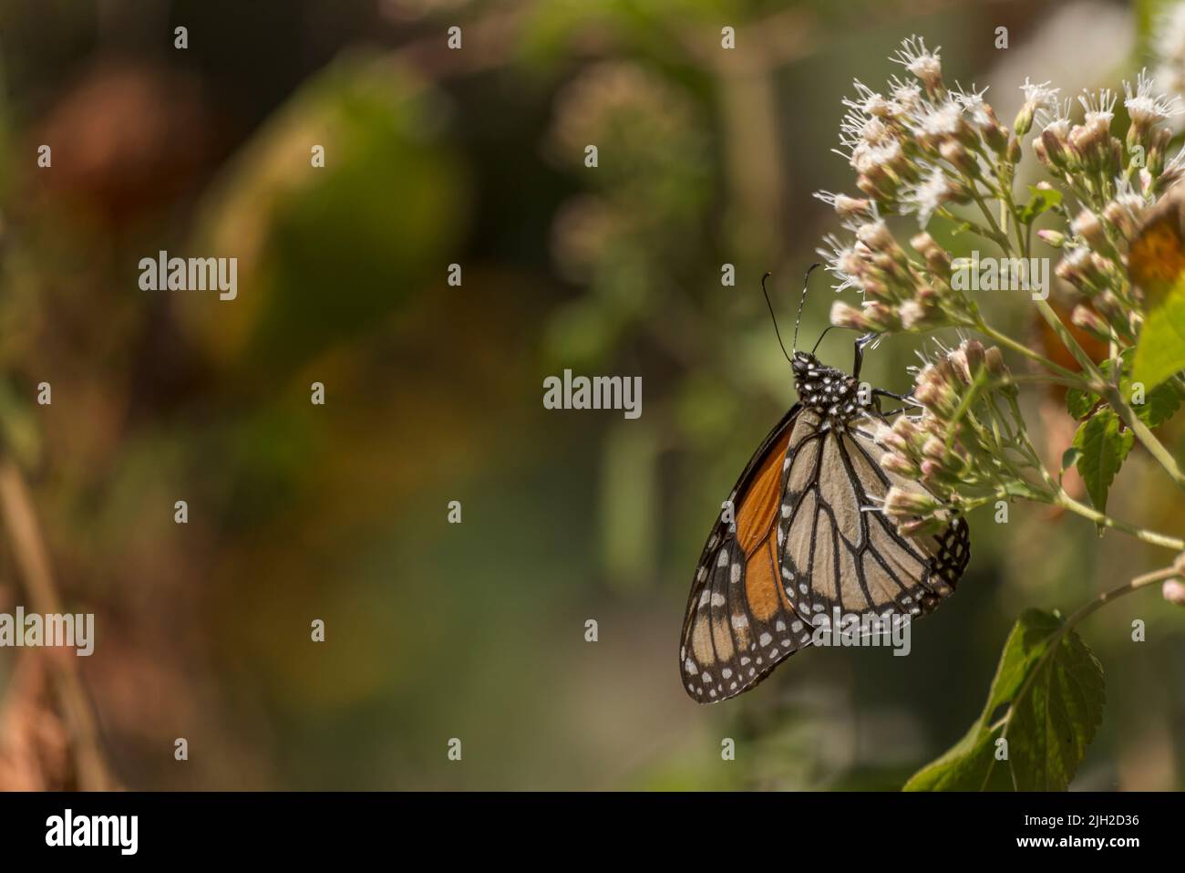 Monarchfalter in einem mexikanischen Nationalpark, der sich von weißen Blumen ernährt Stockfoto