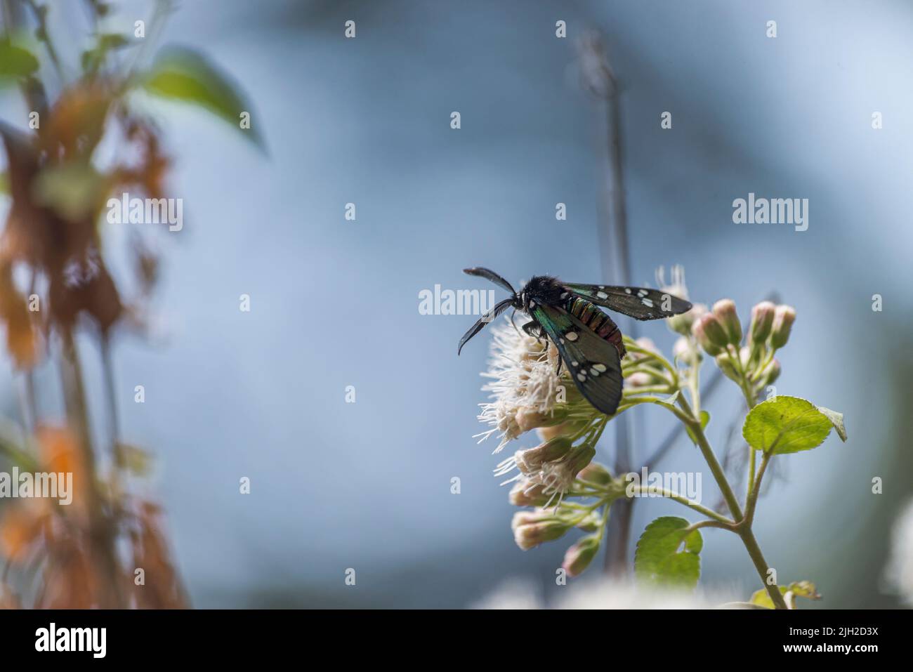 Seltsame schwarze Insektenfliege, die sich auf einer Blume im Park ernährt Stockfoto