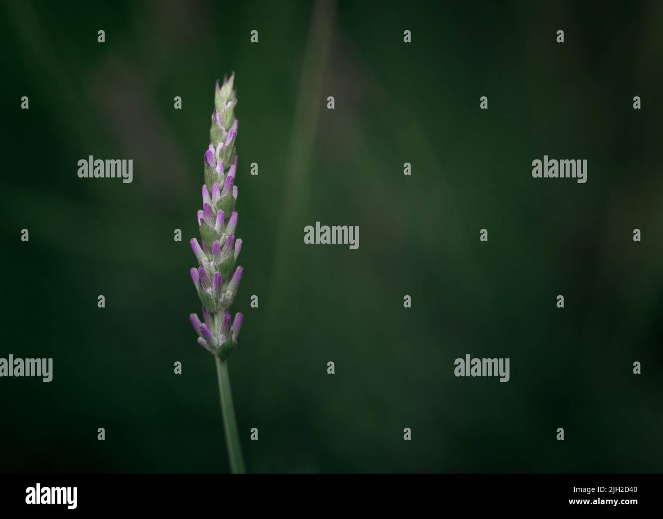 Lavendel, lila, lila Blume, Farbe, Stimmung, Natur, Makro, Details Stockfoto