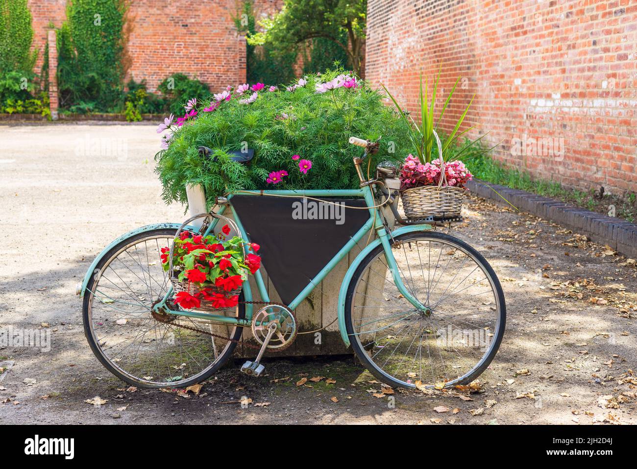 Altes Fahrrad mit Blumenkörben, die sich an einen großen Behälter mit Cosmos-blühenden Pflanzen lehnen. Stockfoto