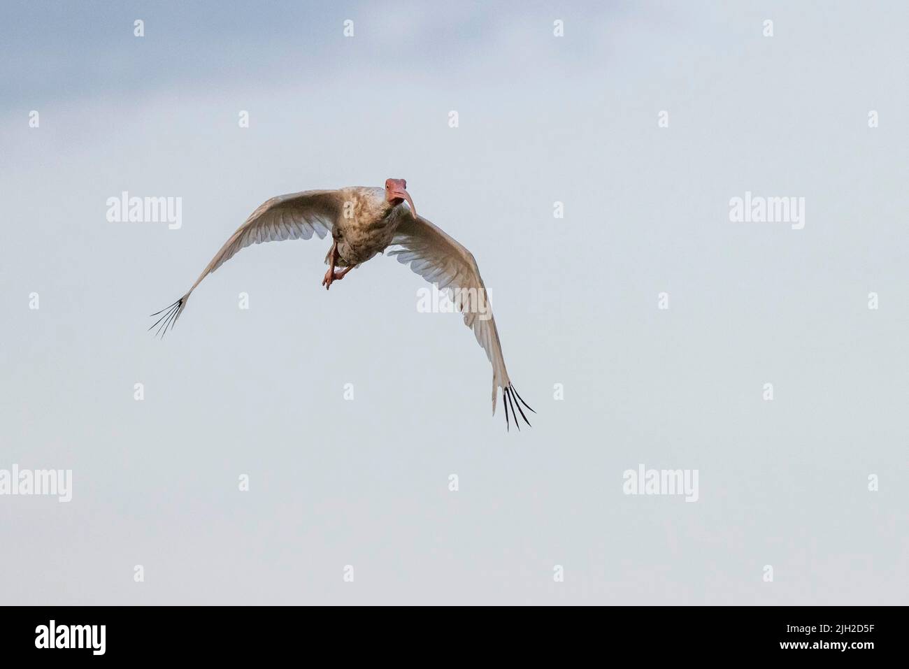Ein weißer Ibis, der über Sümpfe in der Nähe von Charleston, SC, fliegt. Stockfoto