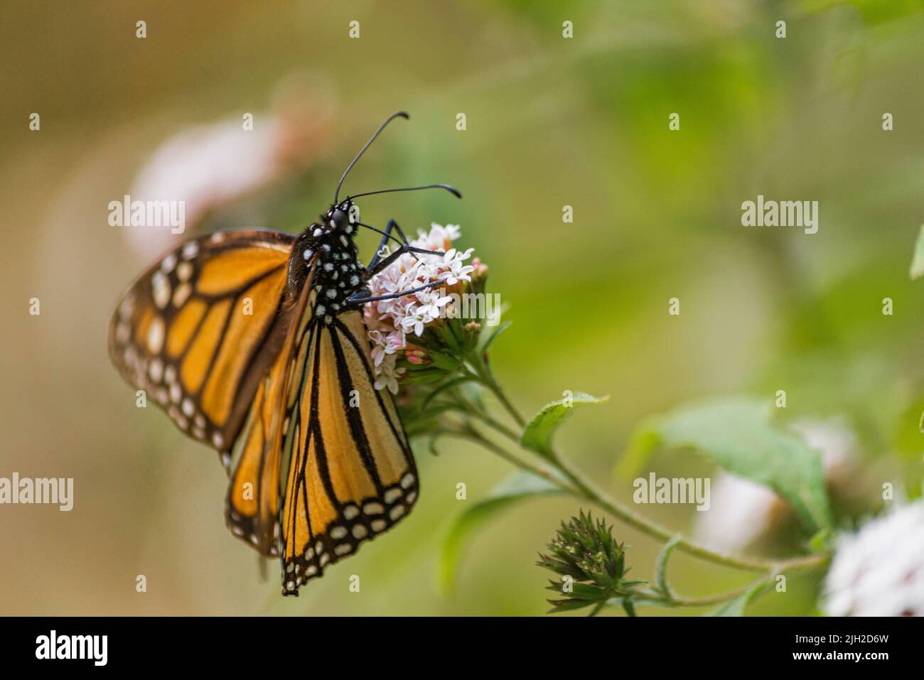 Wunderschöner Monarchschmetterling, der auf einer Blume in einem mexikanischen Park ruht Stockfoto