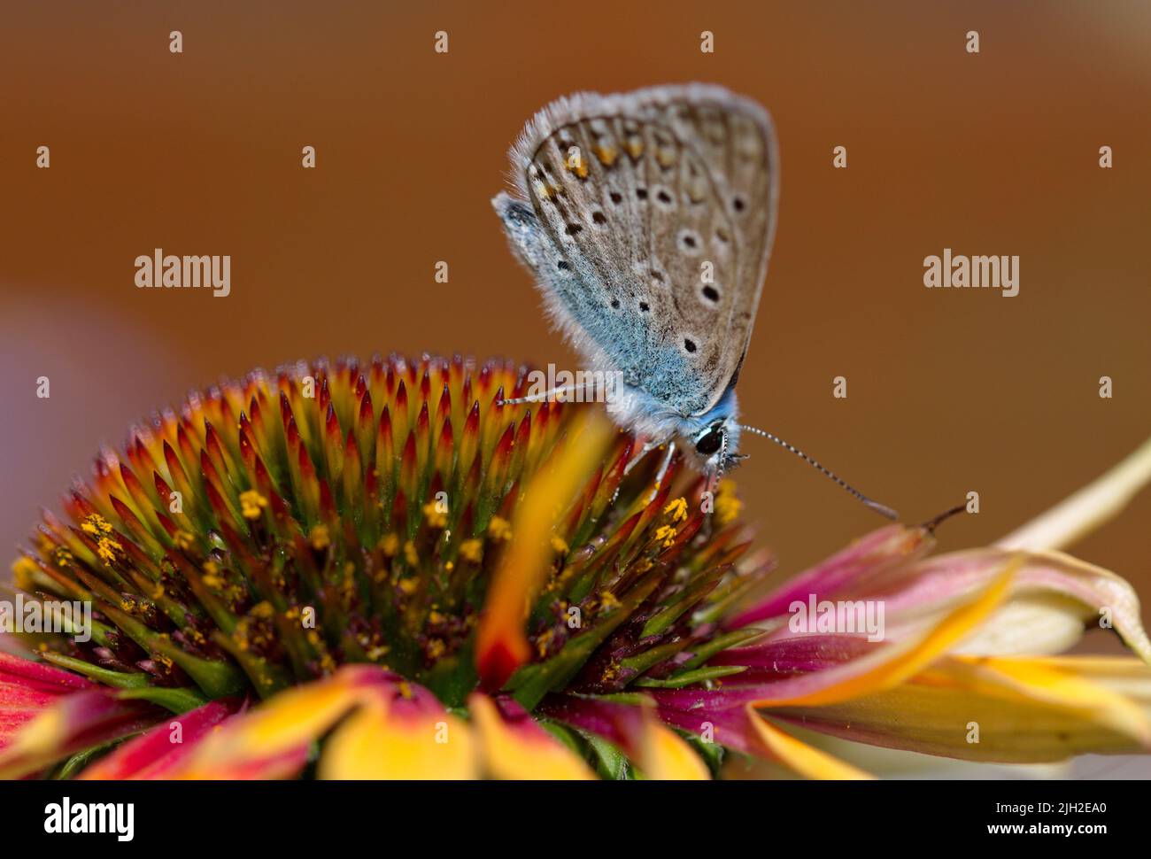 Schmetterling auf einer Blume im Sommer Stockfoto