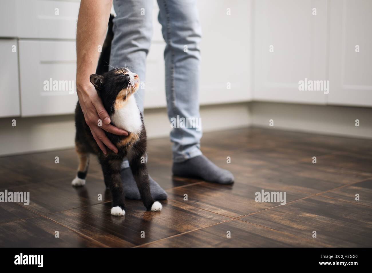 Häusliches Leben mit Haustier. Mann streichelte seine niedliche melierte Katze zu Hause Stockfoto