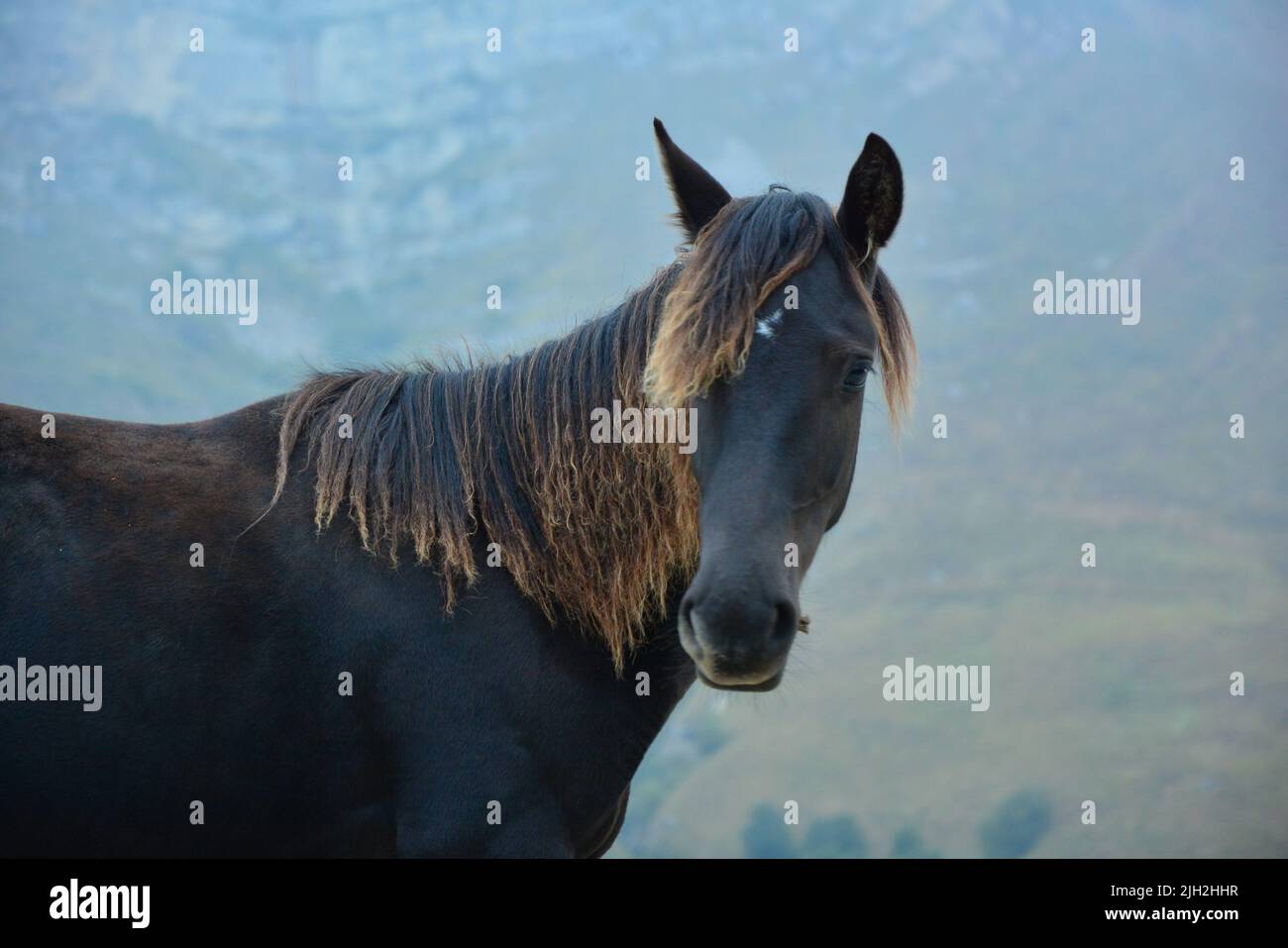 Schau in meine Augen und du wirst sehen, dass ich dein einziger bin... Stockfoto
