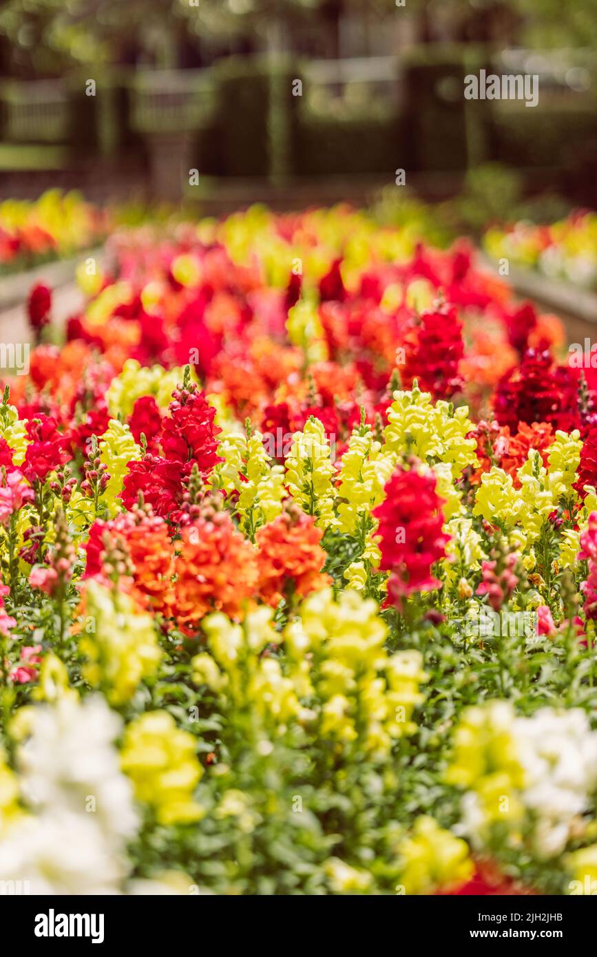 Ein großer und farbenfroher Garten mit hängenden Süßigkeitenduschen erblüht im Frühling. Stockfoto