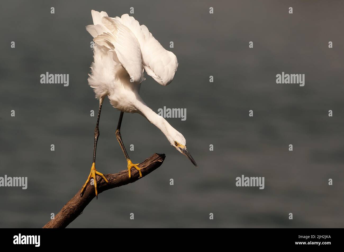 Schneebedeckter Reiher-Flügel Stockfoto